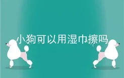 小狗可以用湿巾擦吗