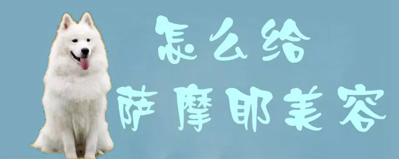 怎么给萨摩耶美容1