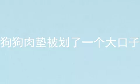 狗狗肉垫被划了一个大口子