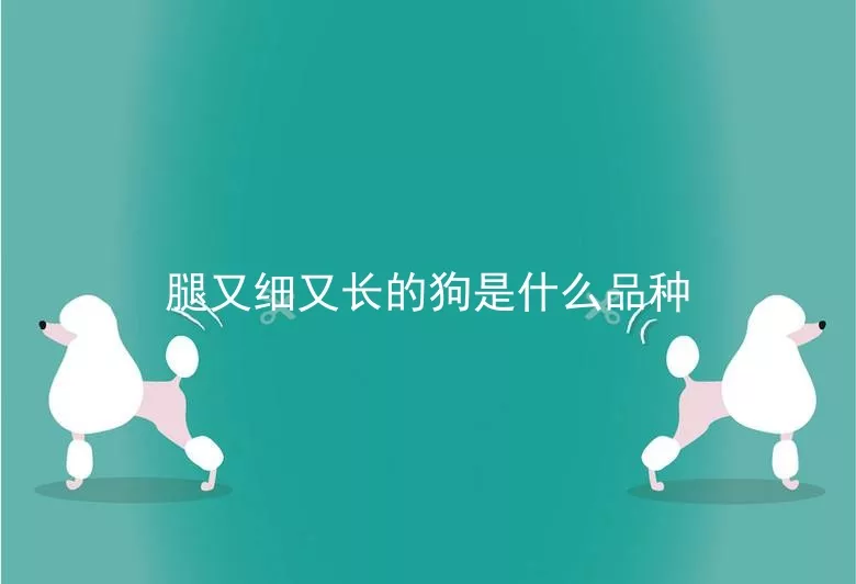 腿又细又长的狗是什么品种