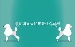 腿又细又长的狗是什么品种