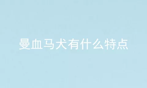 曼血马犬有什么特点