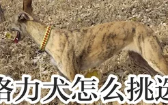 格力犬怎么挑选