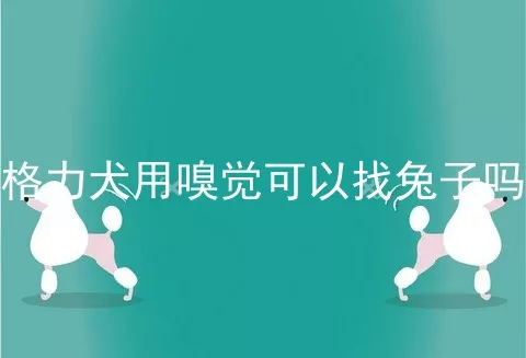 格力犬用嗅觉可以找兔子吗