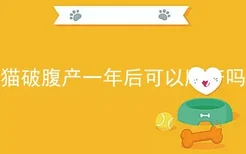 猫破腹产一年后可以顺产吗