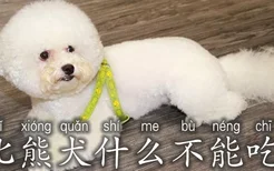 比熊犬什么不能吃