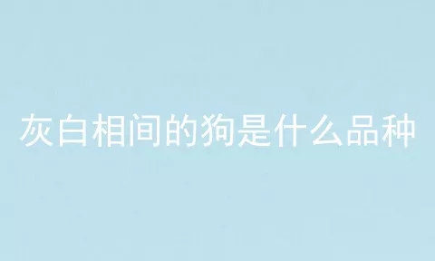 灰白相间的狗是什么品种