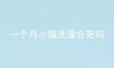 一个月小猫洗澡会死吗