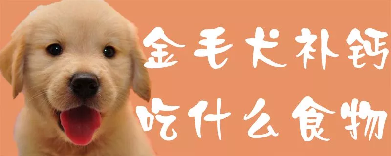 金毛犬补钙吃什么食物1