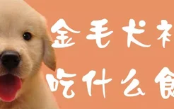 金毛犬补钙吃什么食物