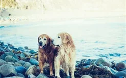 狗狗淋雨后生病的症状 狗狗淋雨一定要及时吹干