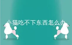 小猫吃不下东西怎么办