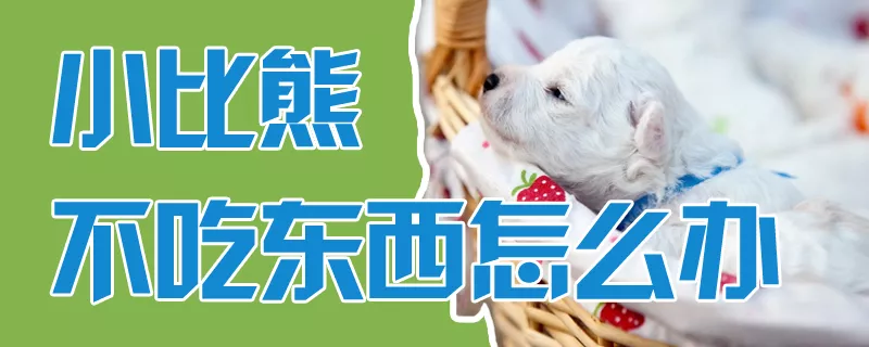 小比熊不吃东西怎么办