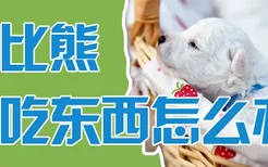 小比熊不吃东西怎么办