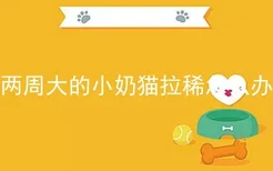 两周大的小奶猫拉稀怎么办