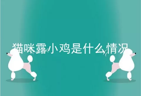 猫咪露小鸡是什么情况