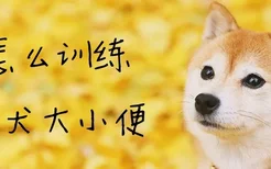 怎么训练柴犬大小便