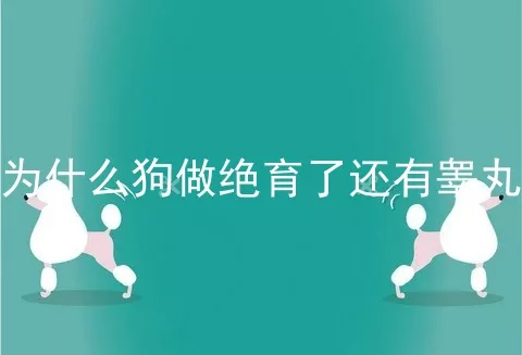 为什么狗做绝育了还有睾丸