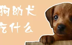 土狗幼犬吃什么