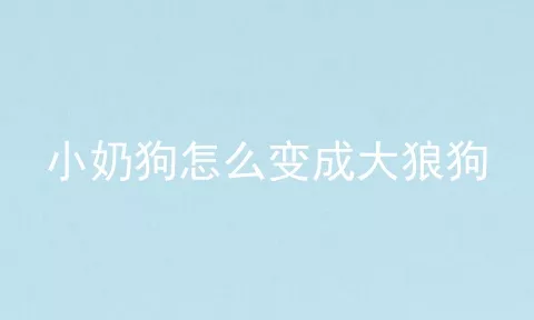 小奶狗怎么变成大狼狗