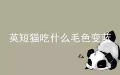 英短猫吃什么毛色变蓝