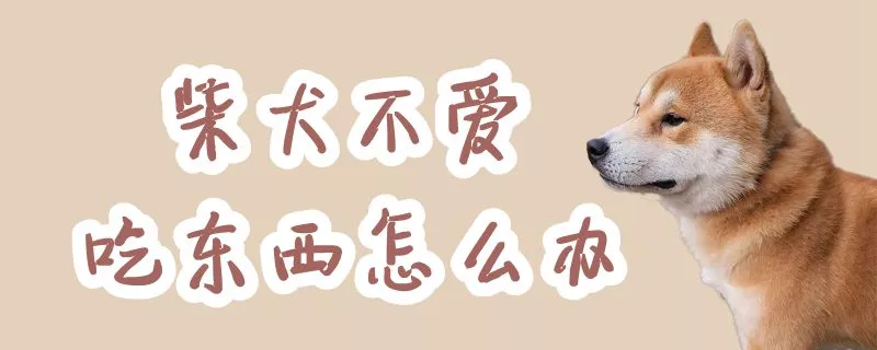 柴犬不爱吃东西怎么办