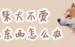 柴犬不爱吃东西怎么办