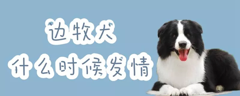 边牧犬什么时候发情