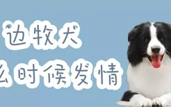 边牧犬什么时候发情