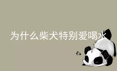 为什么柴犬特别爱喝水