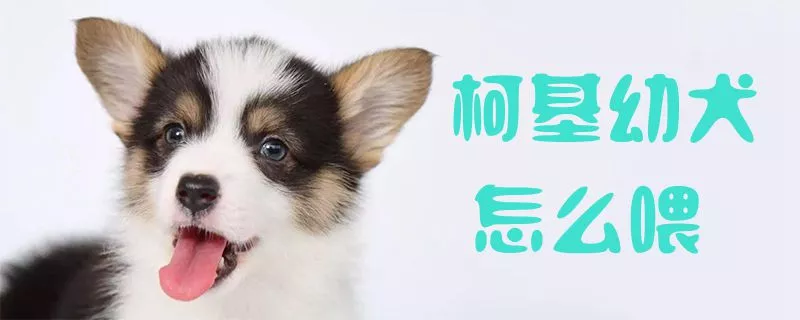 柯基幼犬怎么喂1