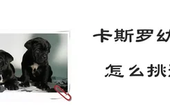 卡斯罗幼犬怎么挑选