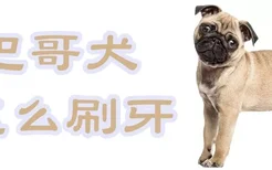 巴哥犬怎么刷牙