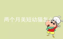 两个月美短幼猫怎么养