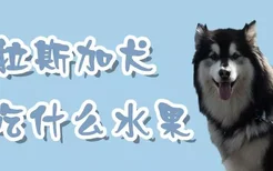 阿拉斯加犬吃什么水果