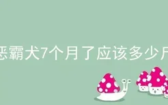 恶霸犬7个月了应该多少斤