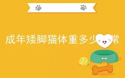 成年矮脚猫体重多少正常