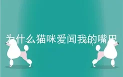 为什么猫咪爱闻我的嘴巴