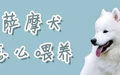 萨摩犬怎么喂养