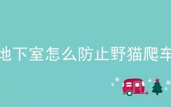 地下室怎么防止野猫爬车