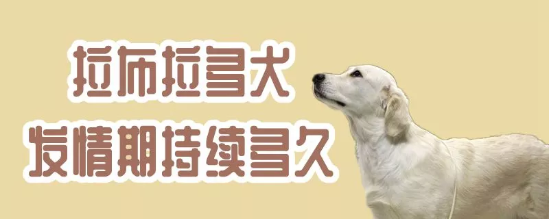 拉布拉多犬发情期持续多久