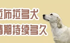 拉布拉多犬发情期持续多久