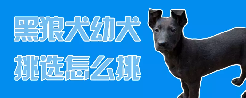 黑狼犬幼犬挑选怎么挑