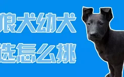 黑狼犬幼犬挑选怎么挑