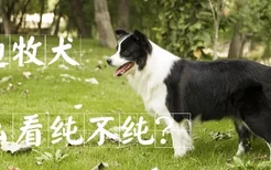 边牧犬怎么看纯不纯