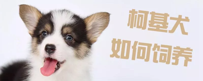 柯基犬如何饲养1