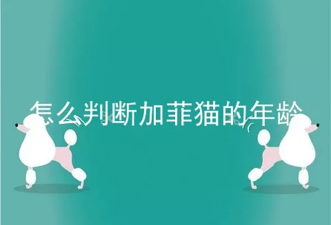 怎么判断加菲猫的年龄