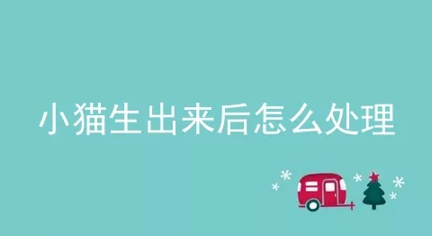 小猫生出来后怎么处理