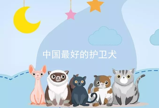 中国最好的护卫犬