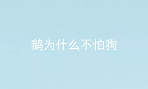 鹅为什么不怕狗